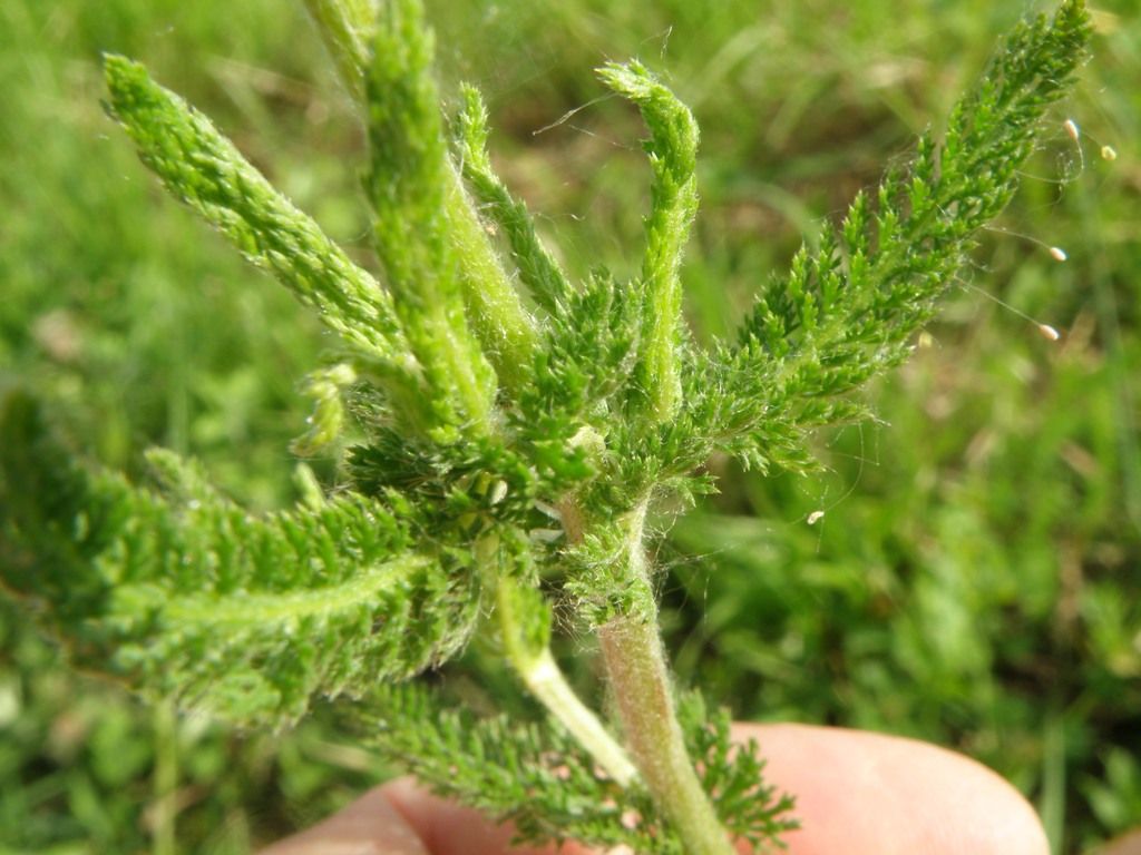 Achillea millefolium / Millefoglio comune